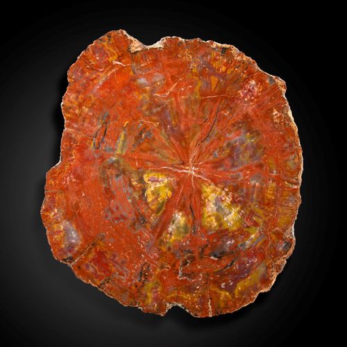 Null Sealed Bid Auction
Fossils: A large fossilised wood slice

Arizona, Triassi&hellip;