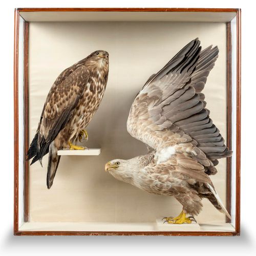 Null 
Taxidermy: A magnificent pair of Sea Eagles by Duncan or Cullingford

late&hellip;