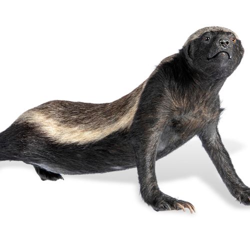 Null Sealed Bid Auction
Taxidermy: A full mount Honey Badger

recent

80cm long
&hellip;