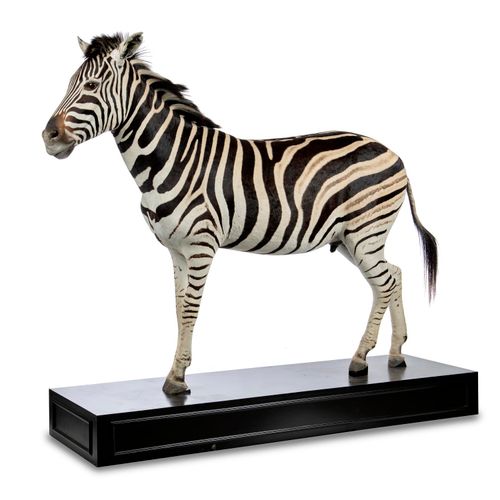 Null Sealed Bid Auction
Taxidermy: A full mount Zebra

recent

185cm high

Seale&hellip;