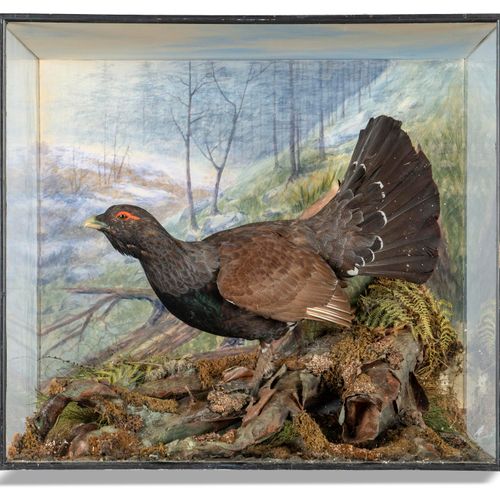 Null 
Taxidermy: A magnificent Capercaillie by Peter Spicer

early 20th century
&hellip;