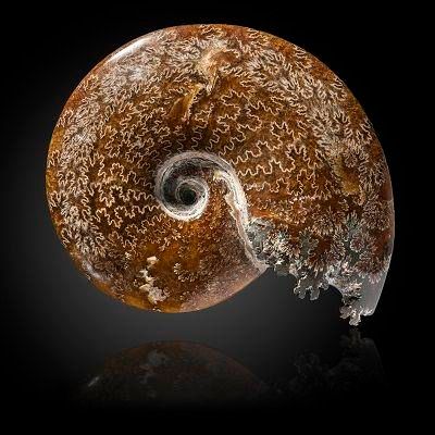 Null Sealed Bid Auction
Natural History: A cleoniceras ammonite

Madagascar

25c&hellip;