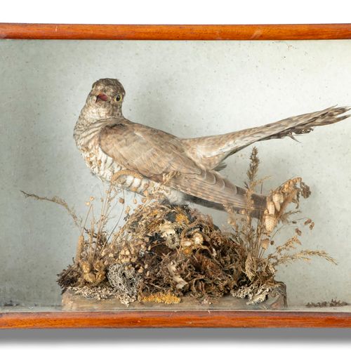 Null Sealed Bid Auction
Taxidermy: A cased cuckoo

late 19th century 

28cm high&hellip;