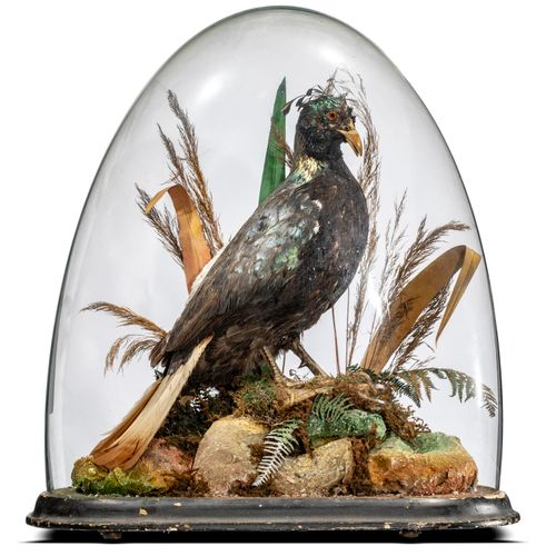 Null 
Taxidermy: A Himalayan Monal under glass dome probably by Gardner

circa 1&hellip;