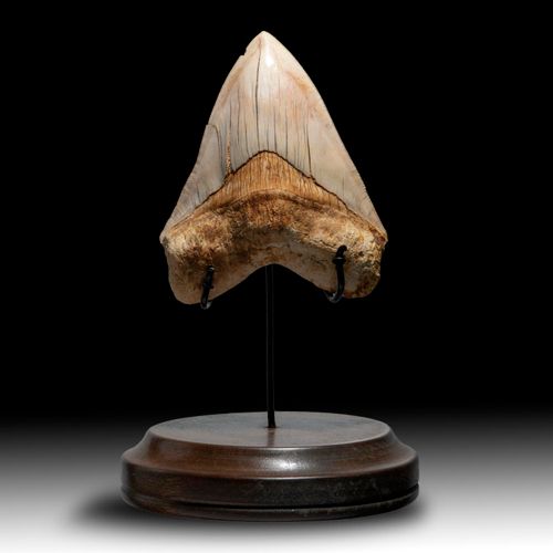 Null 
Natural History: A very large megalodon tooth

Indonesian, Miocene 

15cm &hellip;