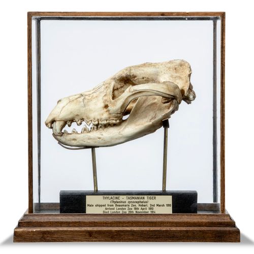 Null Sealed Bid Auction
Taxidermy: A replica Thylacine skull by Luke Williams

r&hellip;