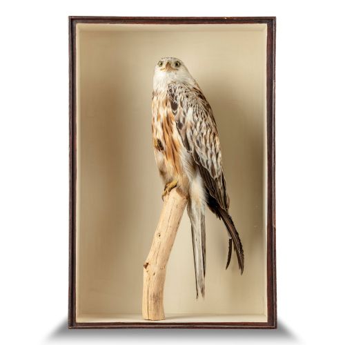 Null 
Taxidermy: A Red Kite by Cullingford

late 19th century

signed on branch
&hellip;