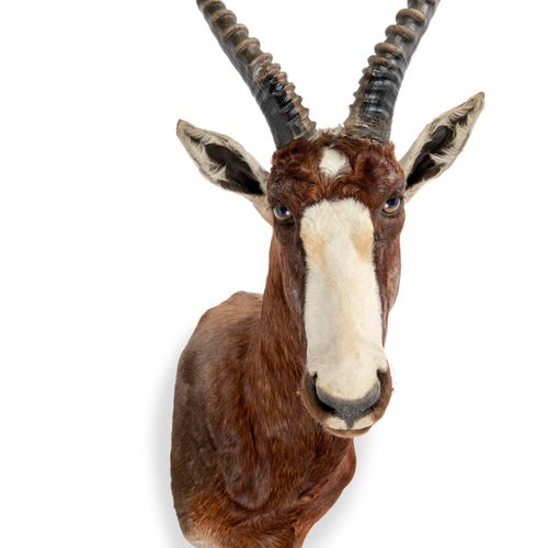 Null Sealed Bid Auction
Taxidermy/Natural History: A Blesbok wall mount

modern
&hellip;
