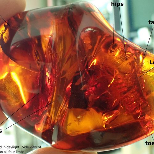 Null 
A Burmite Amber fossil specimen containing a red bird from the age of the &hellip;