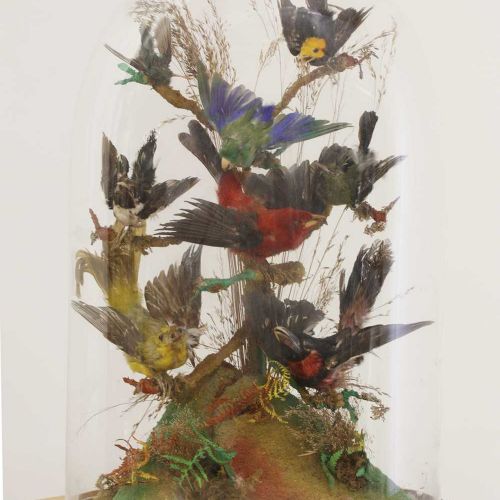 Null Deux dioramas de taxidermie ornithologique, Deux dioramas de taxidermie orn&hellip;