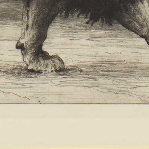 Null Herbert Thomas Dicksee RE (1862-1942) 'Onward', estudio de un león caminand&hellip;