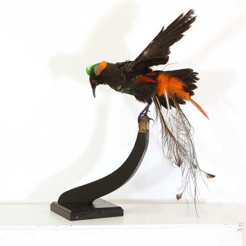 Null Une création de taxidermie sur mesure, Une création de taxidermie sur mesur&hellip;