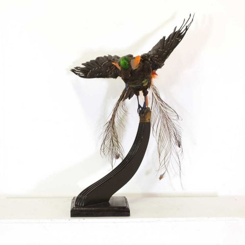 Null 一个定制的动物标本作品，一个定制的动物标本作品，现代，由一只装饰有多色羽毛的鸟组成，安装在摄政时代风格的桌腿上，高80厘米。