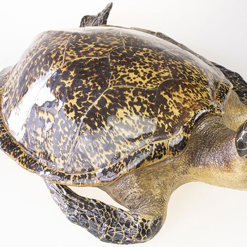 Null Bric-a-brac - A large replica of a taxidermy sea turtle -75 x 48 x 25 cm-