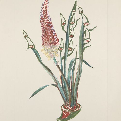 Null 萨尔瓦多-达利

西班牙 1904-1989-



花卉（超现实主义花卉）[领域72-7]，1970年。



六张彩色石版画，在Arches wo&hellip;