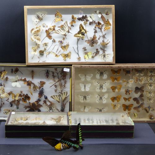 Réunion de six boîtes-cadre entomologiques Réunion de cinq boîtes-cadre entomolo&hellip;