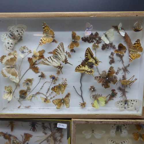 Réunion de six boîtes-cadre entomologiques Réunion de cinq boîtes-cadre entomolo&hellip;