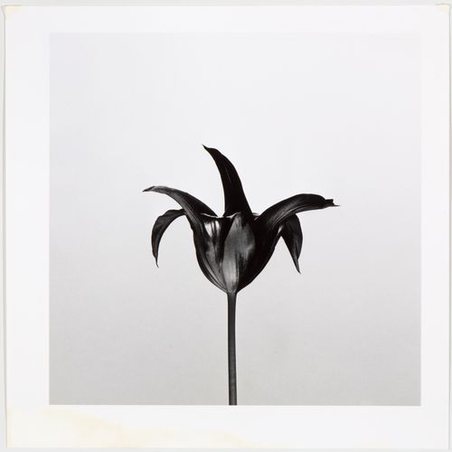 Paul Blanca (1958) 保罗-布兰卡（1958年），《黑郁金香》，明胶银版画，无框，图像34x34厘米，全张40.5x40.5厘米，用铅笔签名，标&hellip;