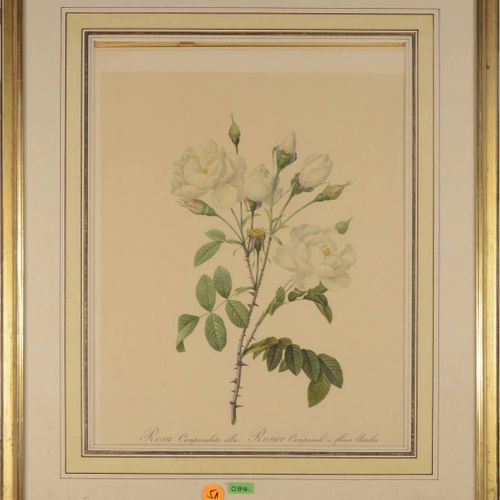Pierre- Joseph Redoute (1759-1840) 两种植物图案（Rosa alba regalis, rosa campanulata al&hellip;