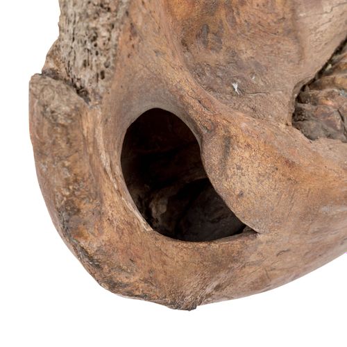 UNTERKIEFER EINES MAMMUTS, 哺乳动物的下颚，更新世，大的下颚有两颗巨大的臼齿，臼齿前面的一侧有一个磨损的旧牙碎片。高x宽x深：39/5&hellip;