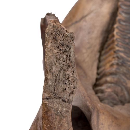 UNTERKIEFER EINES MAMMUTS, LOWER JAW OF A MAMMOTH, Pleistocene, great lower jaw &hellip;