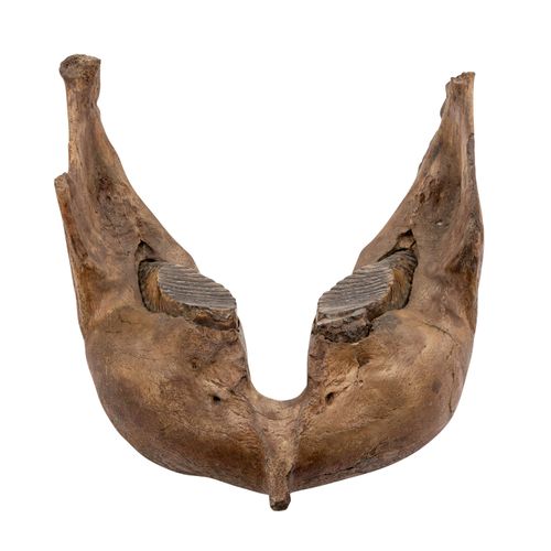 UNTERKIEFER EINES MAMMUTS, 哺乳动物的下颚，更新世，大的下颚有两颗巨大的臼齿，臼齿前面的一侧有一个磨损的旧牙碎片。高x宽x深：39/5&hellip;