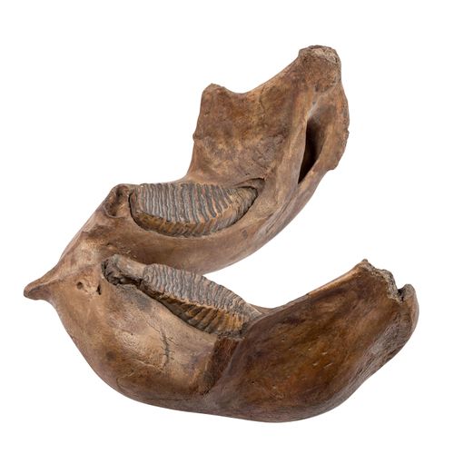 UNTERKIEFER EINES MAMMUTS, LOWER JAW OF A MAMMOTH, Pleistocene, great lower jaw &hellip;