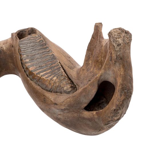 UNTERKIEFER EINES MAMMUTS, Mascella inferiore di un mammut, Pleistocene, grande &hellip;