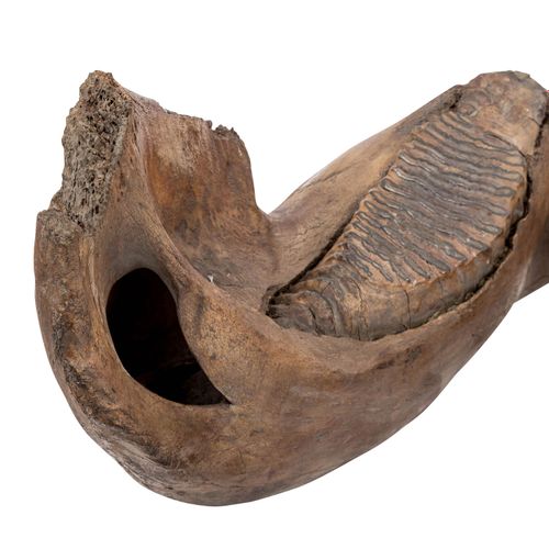 UNTERKIEFER EINES MAMMUTS, LOWER JAW OF A MAMMOTH, Pleistocene, great lower jaw &hellip;