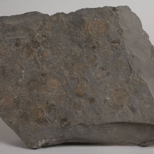 Null 
岩石和矿物收藏 
约800件，主要是岩石，但也有化石和矿物标本，如岩石晶体、玛瑙和烟熏石英，大部分单独包装在纸板箱中，很少有地点标签，照片显示了矿物&hellip;