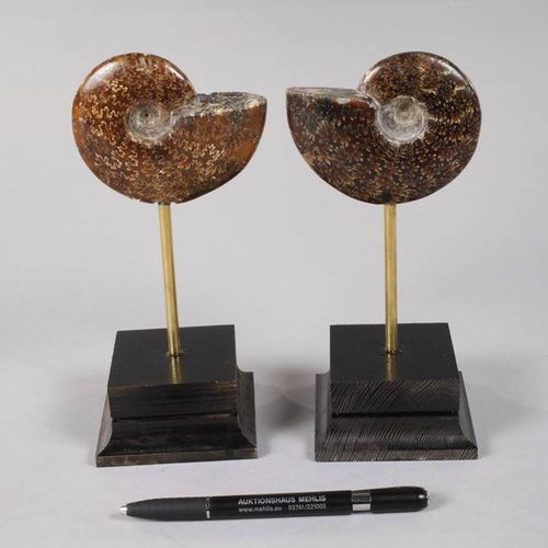 Null Paire d'ammonites sur socle
Lieu de découverte Maroc, ammonites taillées et&hellip;