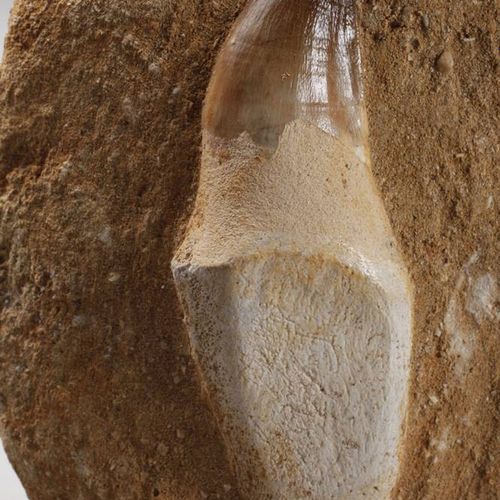 Null Dente di mesosauro/Marocco
dente preparato di L circa 9 cm, dimensioni del &hellip;
