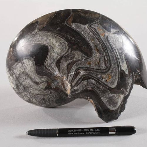 Null Ammonite polie
Découverte au Maroc, sculptée et polie sur toutes ses faces,&hellip;