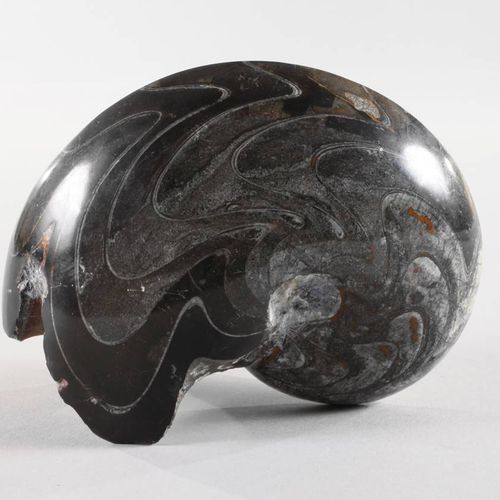 Null Ammonite polie
Découverte au Maroc, sculptée et polie sur toutes ses faces,&hellip;