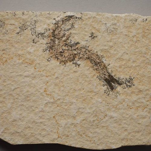 Null Collection de fossiles
Lieu de découverte Solnhofen/Bavière, âge env. 150 m&hellip;