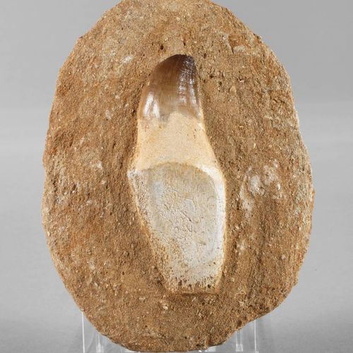 Null Dent de mésosaure/Maroc
dent extraite d'une longueur d'environ 9 cm, taille&hellip;