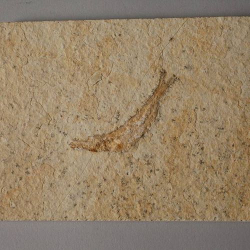 Null Collezione di fossili
Rinvenuta a Solnhofen/Baviera, età circa 150 milioni &hellip;