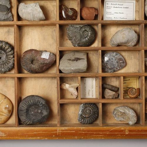 Null Collection de fossiles 
Vaste ensemble de fossiles pour la plupart de petit&hellip;