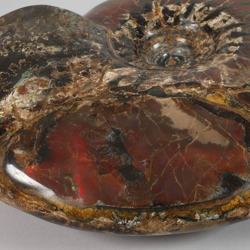 Null Magnifique ammonite opalisée
Russie, dite amolite, taillée et polie des deu&hellip;