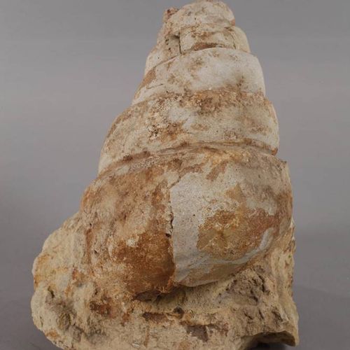 Null Escargot de tour
Lieu de découverte Italie, coquille fossilisée d'un escarg&hellip;