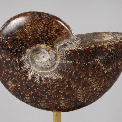 Null Paire d'ammonites sur socle
Lieu de découverte Maroc, ammonites taillées et&hellip;