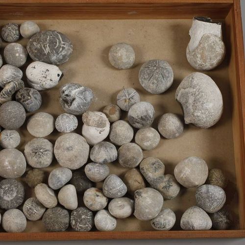 Null Ampia collezione di fossili Germania
per lo più siti tedeschi, ad esempio B&hellip;