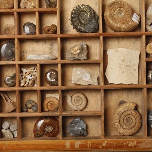 Null Collezione di fossili 
Ampia collezione di fossili per lo più di piccole di&hellip;
