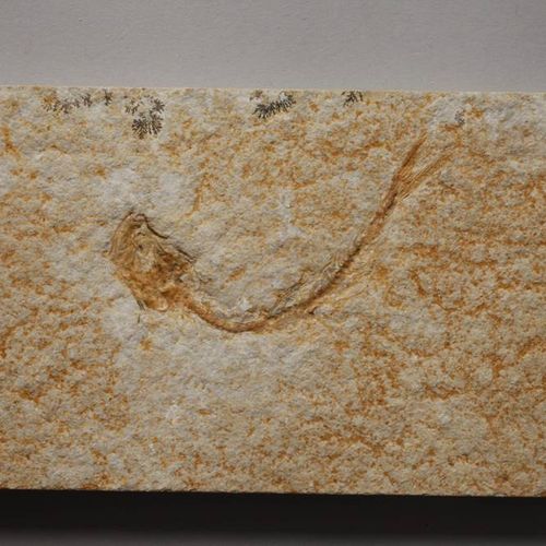 Null Collection de fossiles
Lieu de découverte Solnhofen/Bavière, âge env. 150 m&hellip;