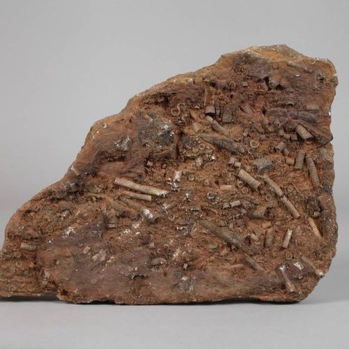 Null Lastra fossile
Lastra con fossilizzazione di innumerevoli trociti e roste d&hellip;