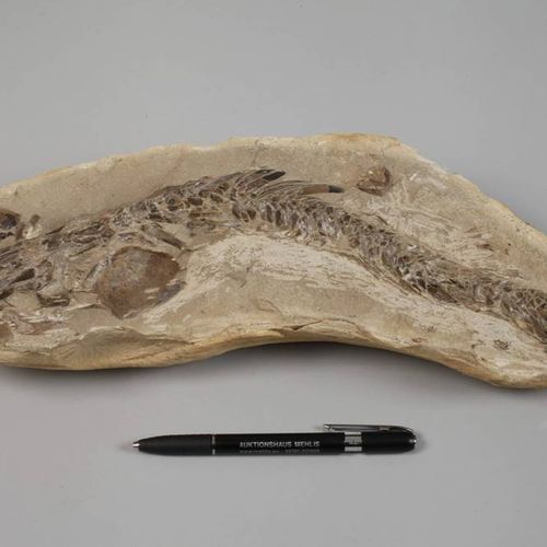 Null Fossile
Lieu de découverte Santana/Brésil, fossilisation d'un poisson divis&hellip;