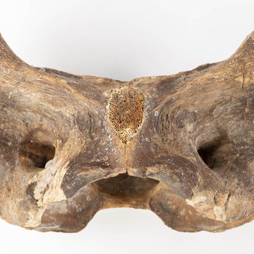 Null Trois pièces de Mammouth - Mammuthus primigenius - fossiles, deux os et une&hellip;