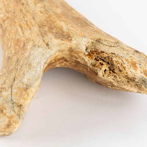 Null Trois pièces de Mammouth - Mammuthus primigenius - fossiles, deux os et une&hellip;