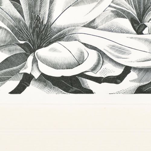 Null 莫妮卡-普尔（1921-2003）英国人。"Magnolia"，木刻，铅笔签名，刻字和编号2/60，装裱，无框 7.25" x 6.25" (18.4&hellip;