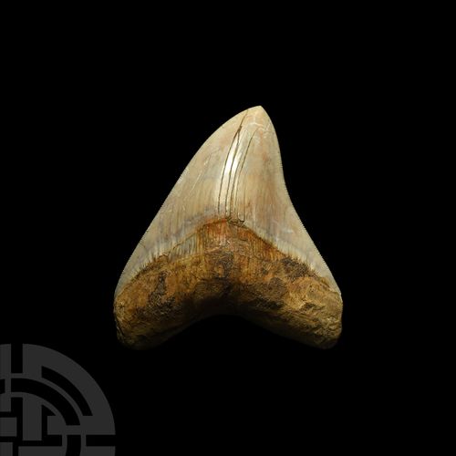 Null Megalodon Fossil Giant Shark Tooth. Pliocene Period, 5.2-2.5 million years &hellip;